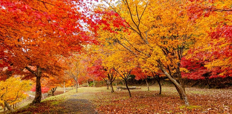 Autumn leaves at Keisokuji Temple, Shiga Prefecture