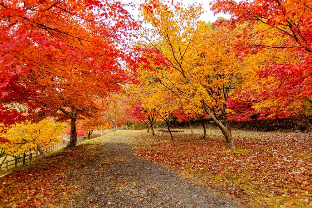 Autumn leaves at Keisokuji Temple, Shiga Prefecture