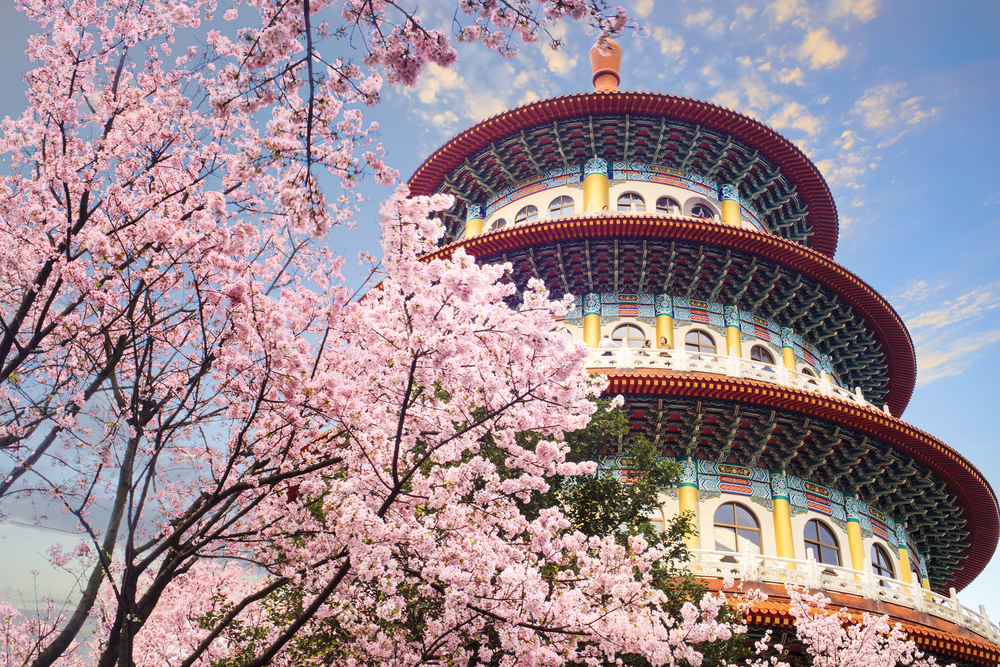 The beautiflu sakura garden with nice sky in Taipei, Taiwan